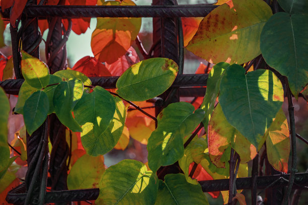 一种攀缘植物的许多绿色和黄色的叶子。图片下载