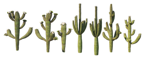 白色背景上的仙人掌花园3d渲染图片下载