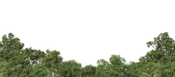 三维渲染森林前景在白色背景图片下载