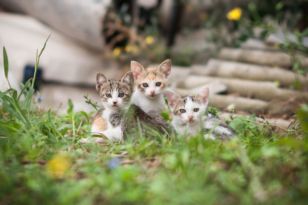 在自然环境中的美丽小猫的特写细节肖像图片下载