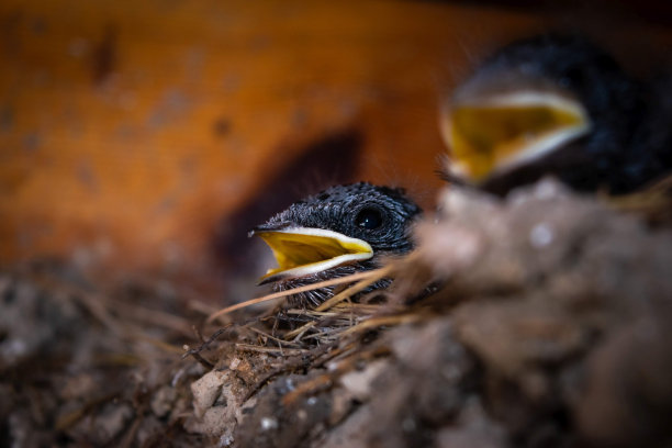 阳台木镶板背景下，巢中黄色嘴巴的小燕子雏鸟特写图片下载