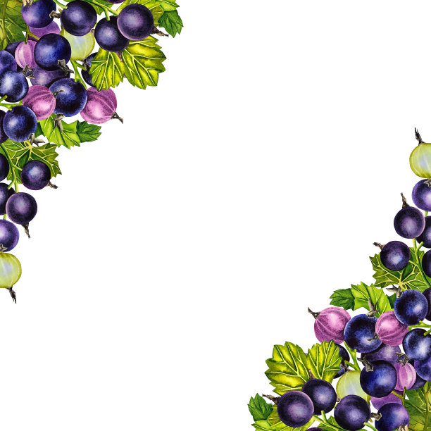 黑醋栗框架。水彩插图。用于标签、包装和横幅。用于纺织品、印花和贴纸图片下载