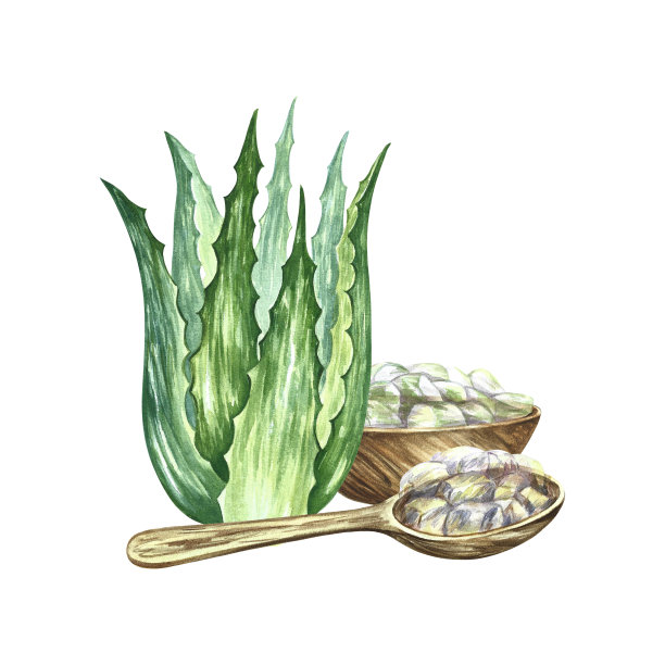 芦荟。木碗和木勺，里面有去皮的芦荟片。水彩插图。标签和包装图片下载