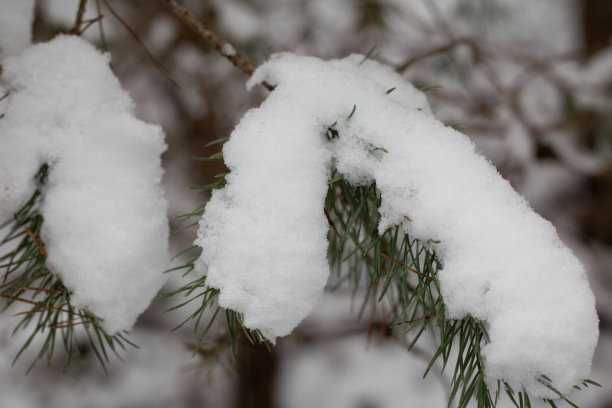 拍树枝上的雪图片下载