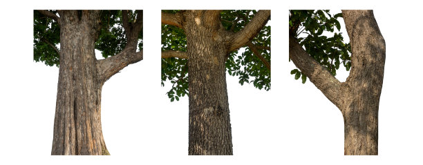 孤立的树干收集在白色背景。图片下载