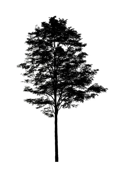 树剪影刷在白色背景图片下载