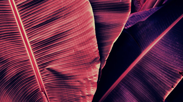 热带香蕉叶纹理背景图片下载