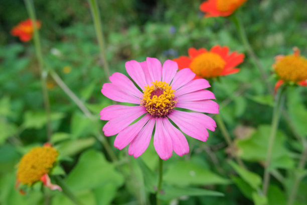 花园里美丽的花总是美丽的。图片下载