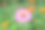 花园里美丽的花总是美丽的。图片下载