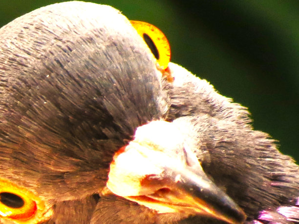 一只珍奇鸽子的肖像。图片下载