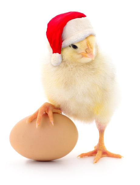 戴着红色圣诞老人帽子的小鸡。图片下载