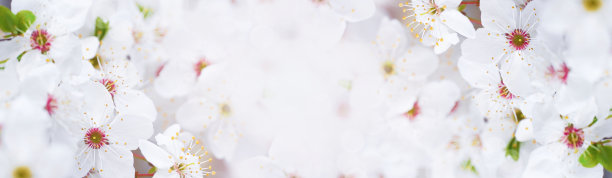 春天。白色的樱桃树盛开的花朵。白色背景。春天的花朵背景，贺卡，横幅，边框。副本的空间。图片下载