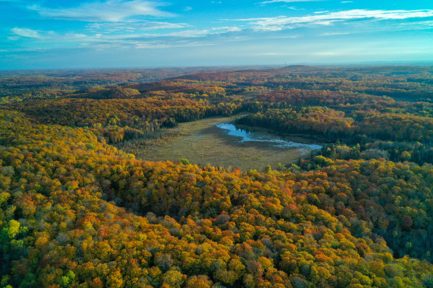 一个沼泽在美丽多彩的秋天森林图片下载