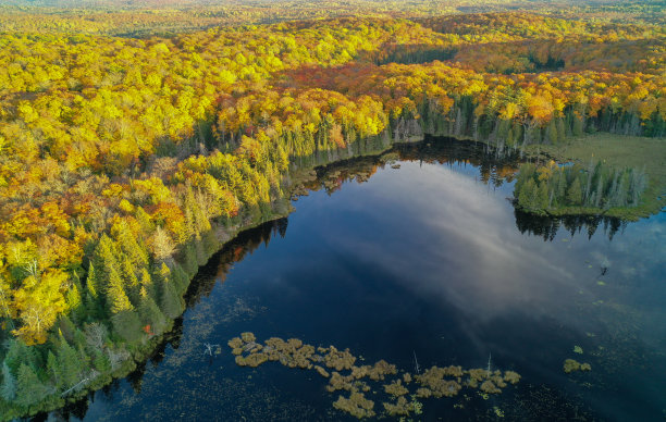 秋天森林里池塘的鸟瞰图图片下载