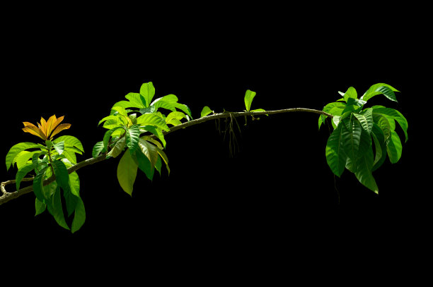 黑色背景上的一组绿叶。图片下载