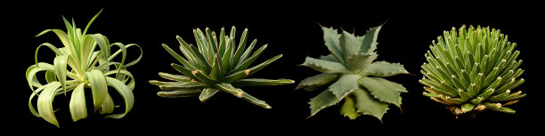 龙舌兰植物孤立在白色的背景上图片下载