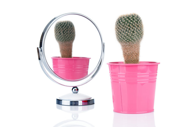 花盆里的仙人掌在白色背景的圆形镜子里倒映图片下载