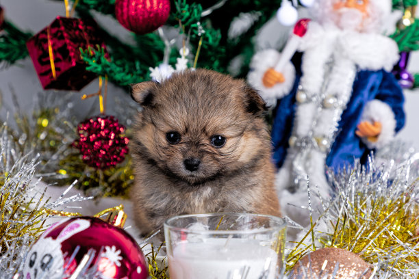 圣诞主题中的可爱小博美犬图片下载