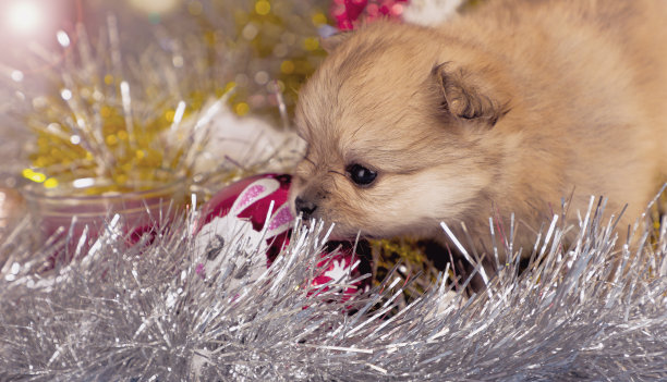 圣诞主题中的可爱小博美犬图片下载