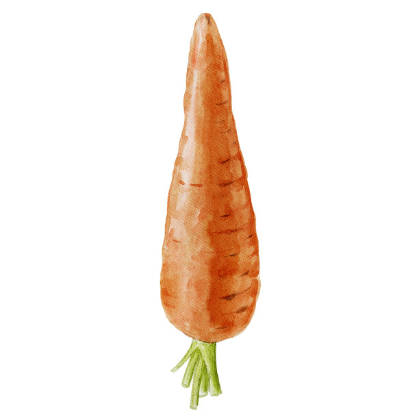 白胡萝卜图片下载