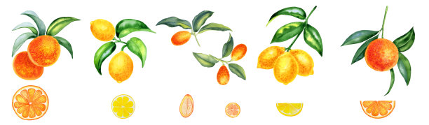 橘子，金桔和柠檬在树枝水彩集插图。手绘剪纸柑橘类水果与叶子。植物写实插图的水果片和一半。图片下载