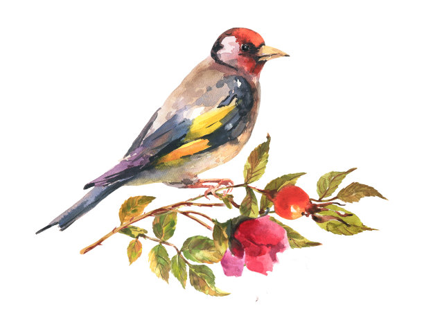水彩插图金翅雀鸟与早午餐狗玫瑰。手画接近美丽的雀与黑色和黄色的羽毛。图片下载