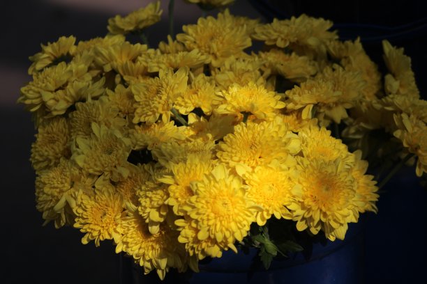 黄色非洲菊花在商店出售图片下载
