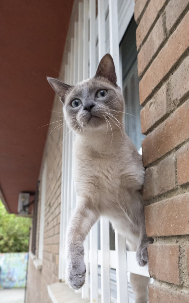 一只暹罗猫躺在他房子的窗台上。图片下载