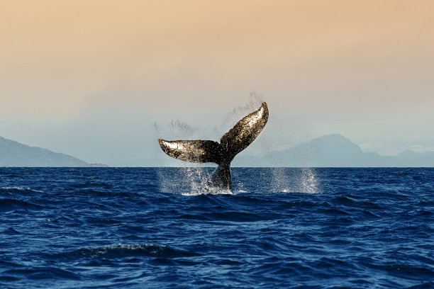 日落时座头鲸的尾巴图片下载