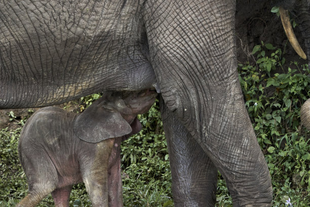 乌干达自然保护区卡津加海峡岸边，一头小象正在吮吸母亲的乳汁图片下载