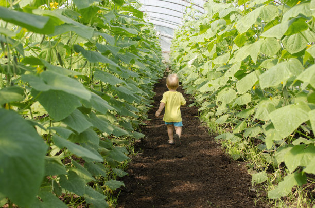 可爱的小男孩拿着花园里的黄瓜跑过温室。后面的照片。黄瓜床的背景。图片下载
