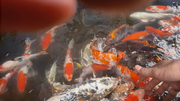 锦鲤鱼图片下载