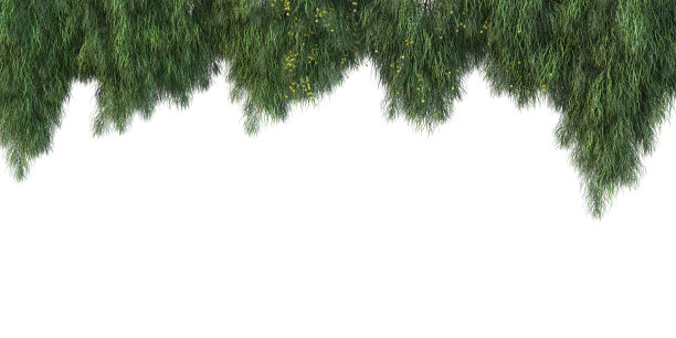 三维渲染常春藤的白色背景图片下载