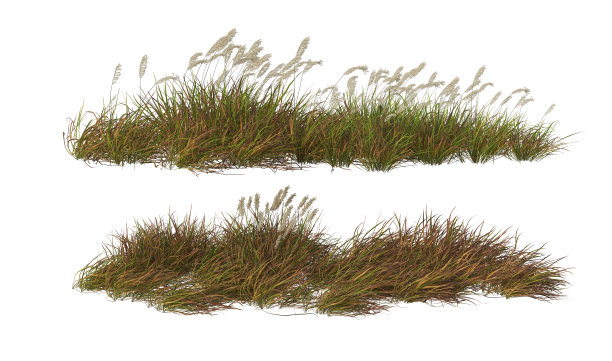 白色背景上的草花3d渲染图片下载