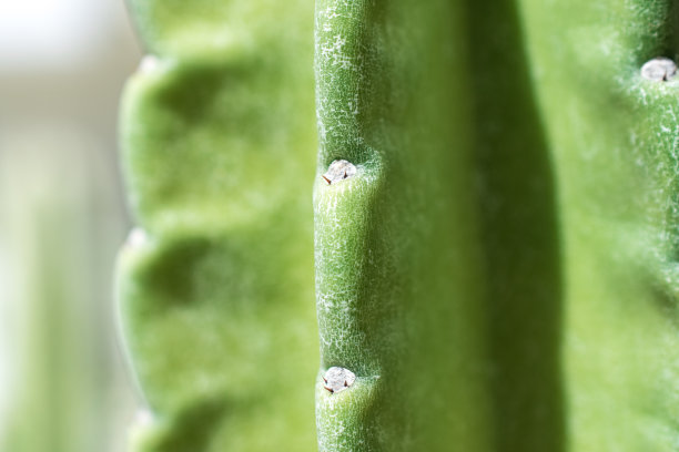 仙人掌叶的刺状纹理，近看图片下载