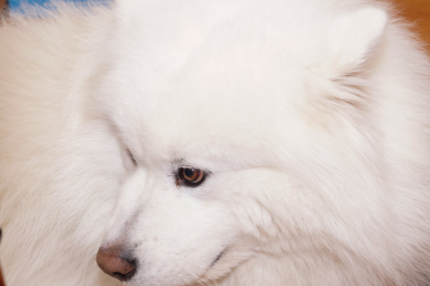 白色萨摩耶犬肖像，毛茸茸的宠物图片下载