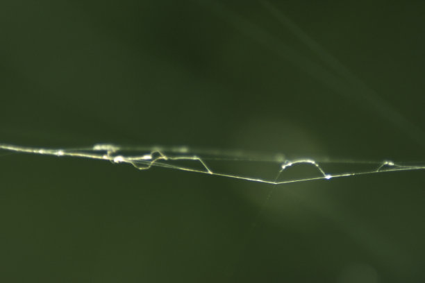 野生动植物图片下载