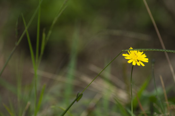 野生动植物图片下载