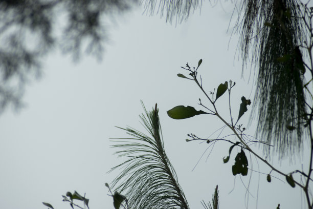 野生动植物图片下载