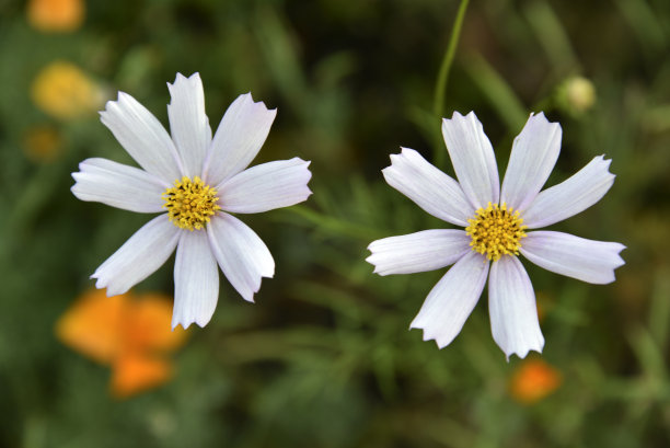 粉红色和白色的花，在绿色的背景。宇宙骑士花特写。图片下载