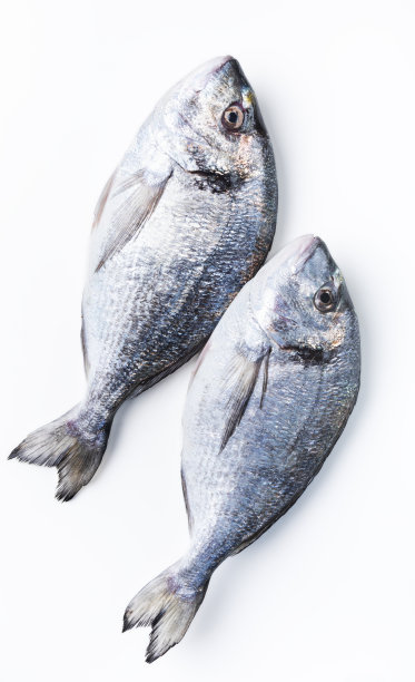 新鲜的未煮熟的多拉多鱼或白底海鲷鱼。图片下载