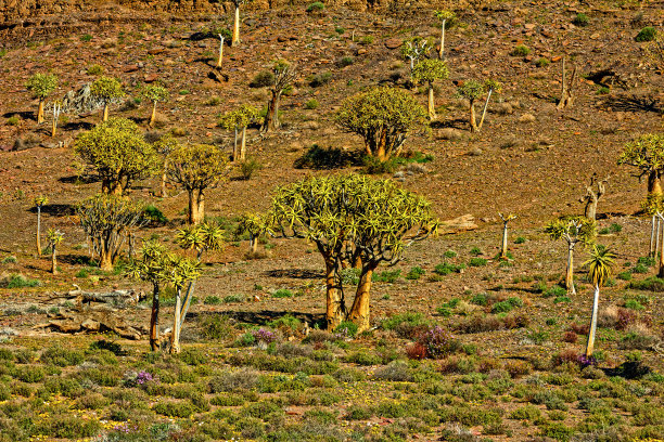 生长在卡鲁山坡上的Kokerboom树图片下载