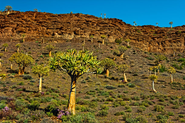卡鲁有春天花朵的Kokerboom树图片下载