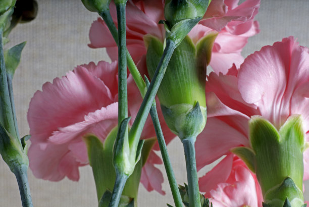 粉红色康乃馨的特写细节图片下载