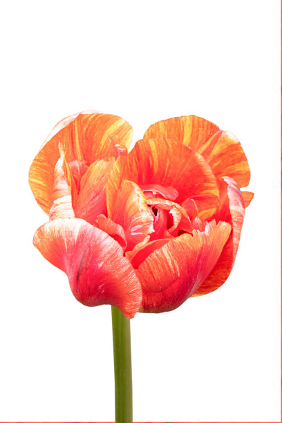 一朵大红色郁金香的大花。孤立在白色背景上图片下载