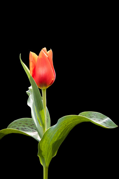 一个红色大郁金香花蕾的特写。孤立在黑色背景上图片下载