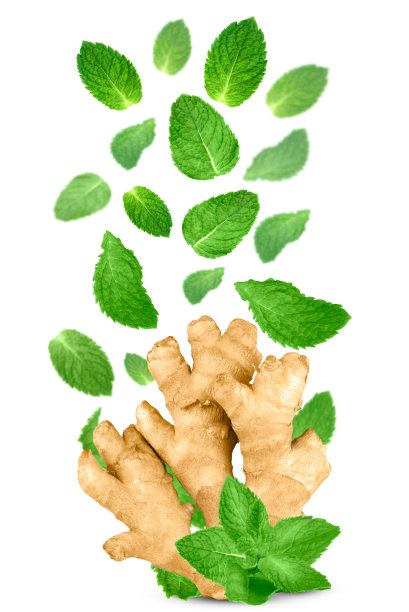 姜根和漂浮的薄荷叶孤立在白色背景上。图片下载