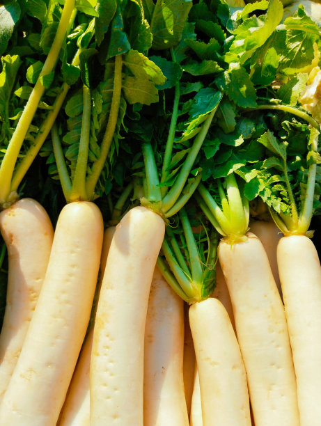 白萝卜毛利白萝卜宫崎白萝卜冬萝卜大根紫根东方萝卜长白萝卜蔬菜食品特写查看图像照片图片下载