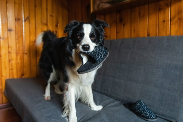 顽皮顽皮的小狗狗边境牧羊犬恶作剧后咬拖鞋躺在家里的沙发上。有罪的狗和破坏的客厅。破坏凌乱的家和小狗的有趣的内疚的表情。图片下载