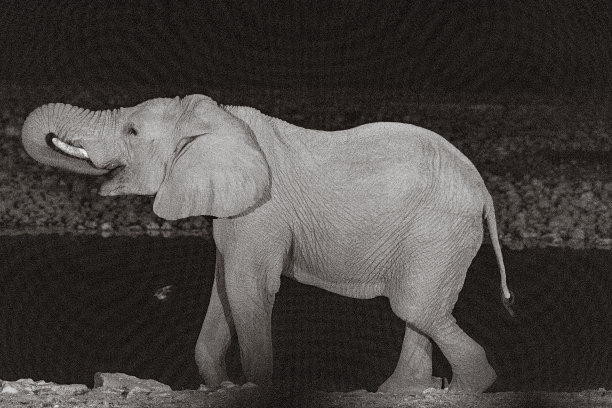 晚上喝大象图片下载